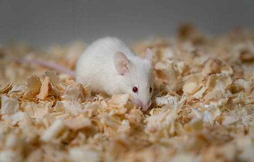 動(dòng)物造模為什么一般選用老鼠